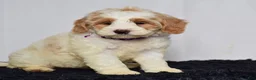 Mini Goldendoodle dogs for sale: Ms. Maddie - Ad 4