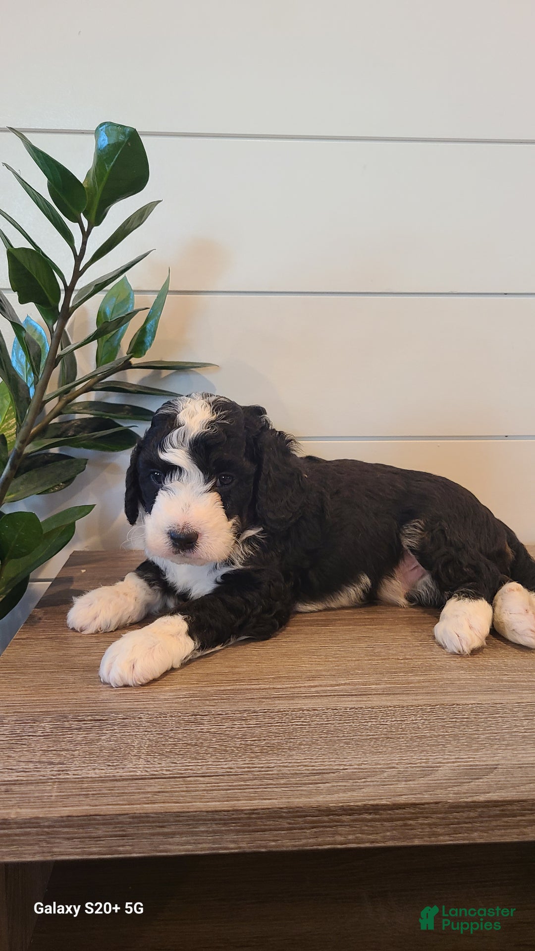 Mini Bernedoodle dogs for sale: Leo - Ad 6