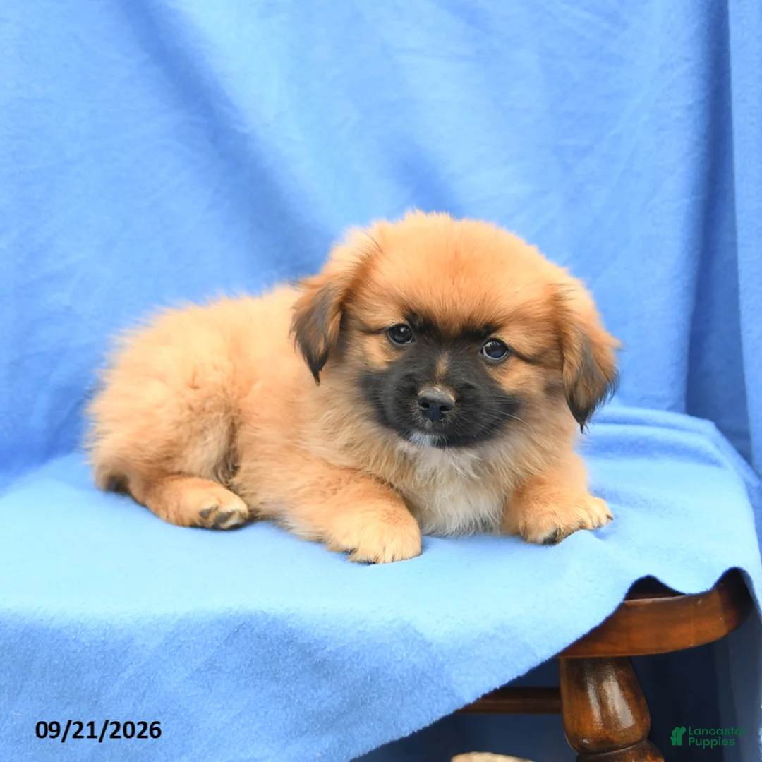 Mixed Breed dogs for sale: Gus - Ad 3