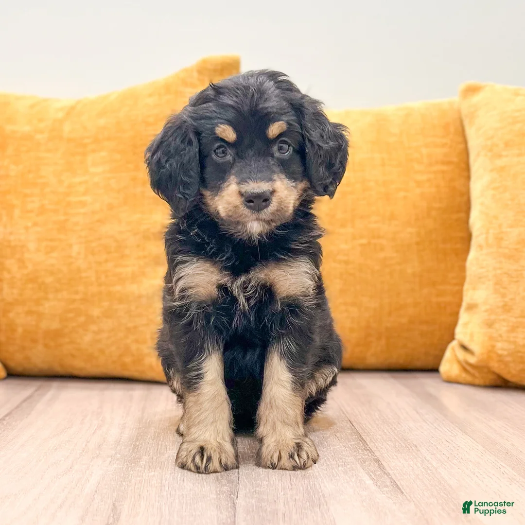 Mini Bernedoodle dogs for sale: Honey - New Video - Ad 2