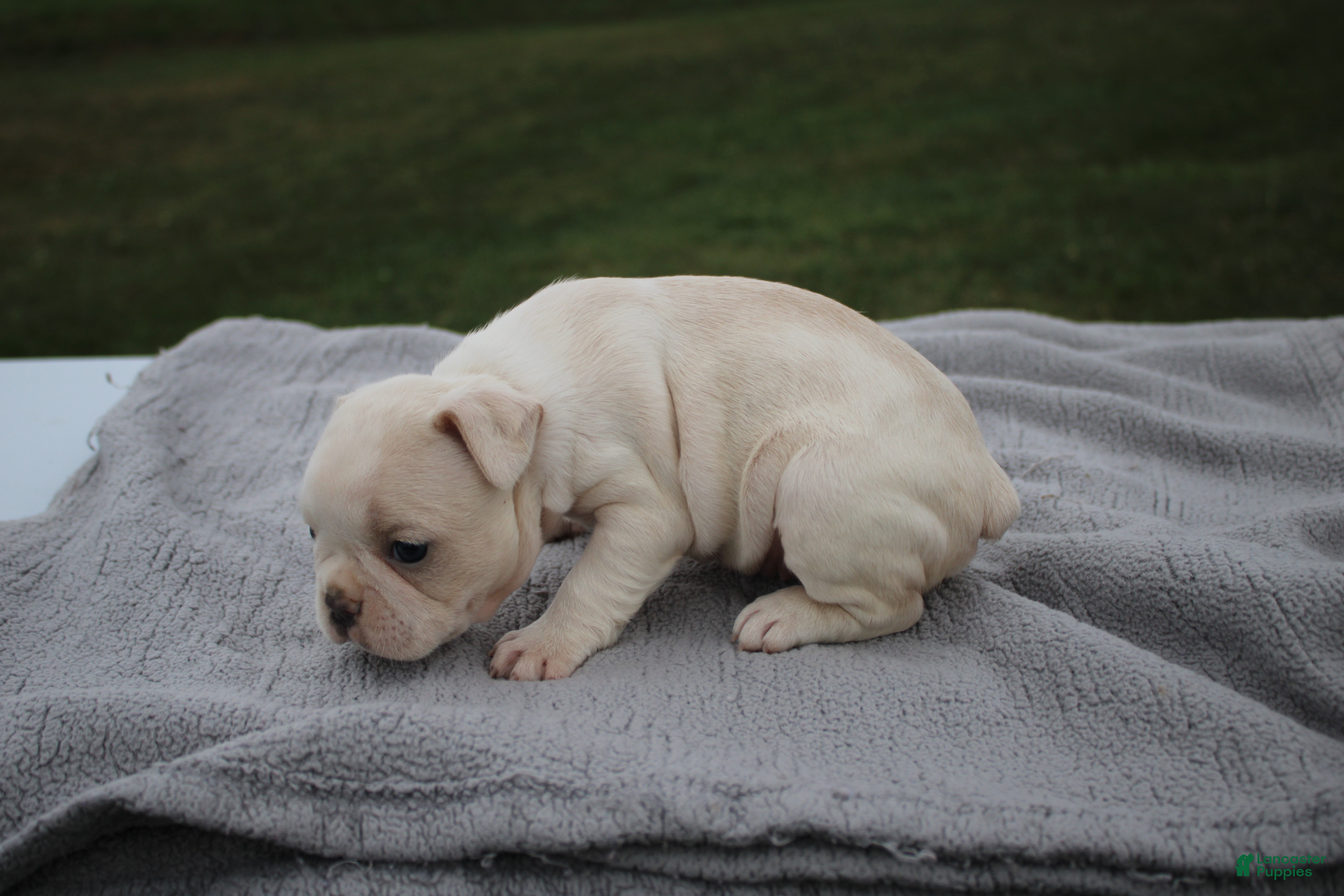Frenchton dogs HOPE - Ad 2