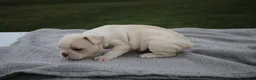 Frenchton dogs for sale: HOPE - Ad 2