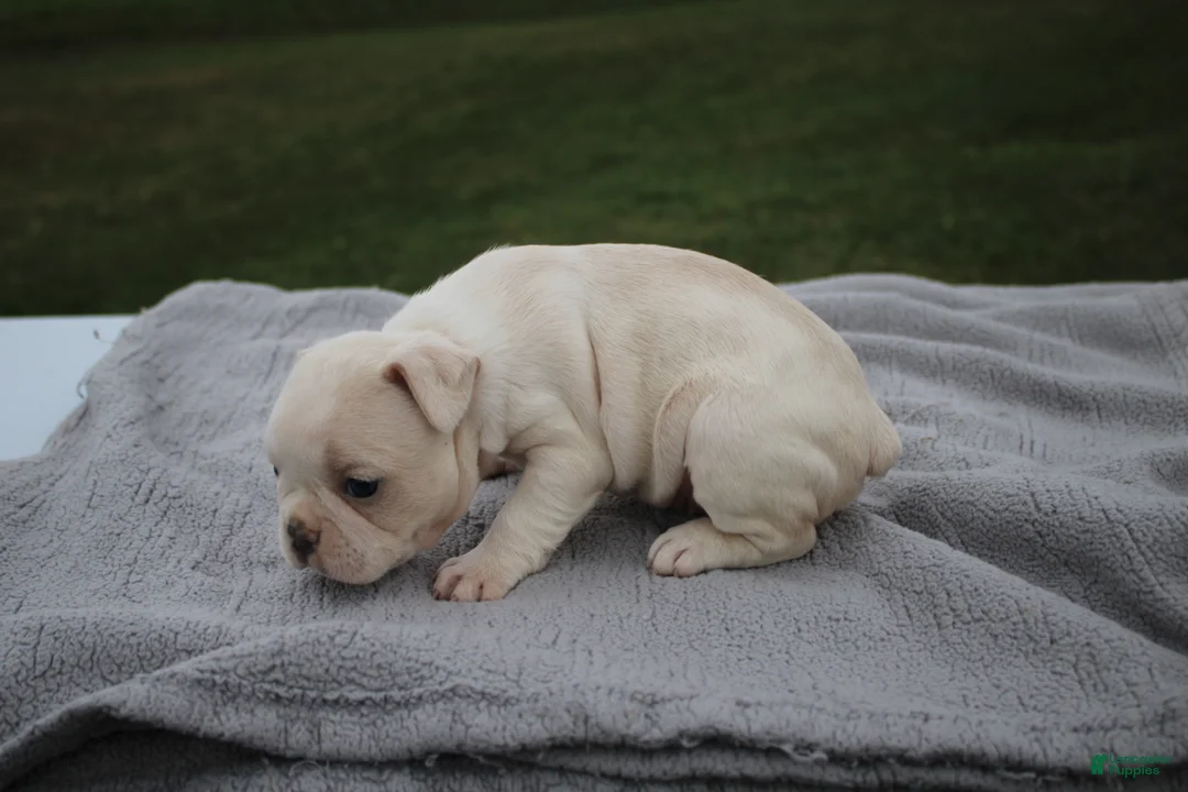 Frenchton dogs for sale: HOPE - Ad 2
