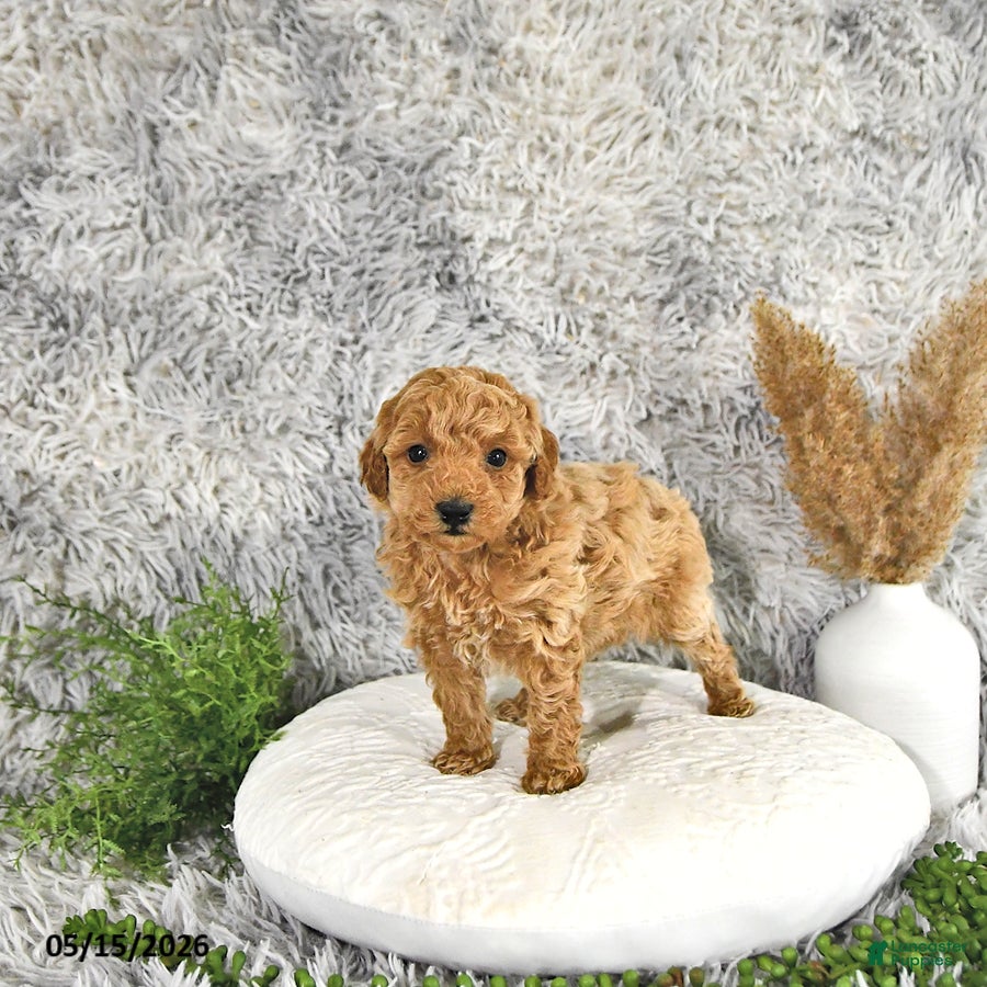 Toy Poodle dogs Juno - Ad 2