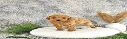 Toy Poodle dogs for sale: Juno - Ad 2
