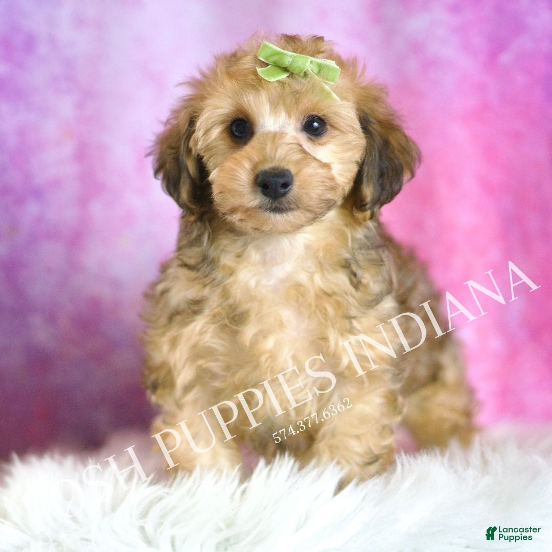 Yorkiepoo dogs Tigger - Ad 21