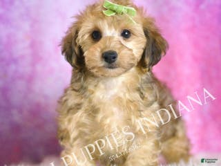 Yorkiepoo dogs Tigger - Ad 8
