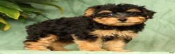 Yorkiepoo dogs for sale: Ricky - Ad 5