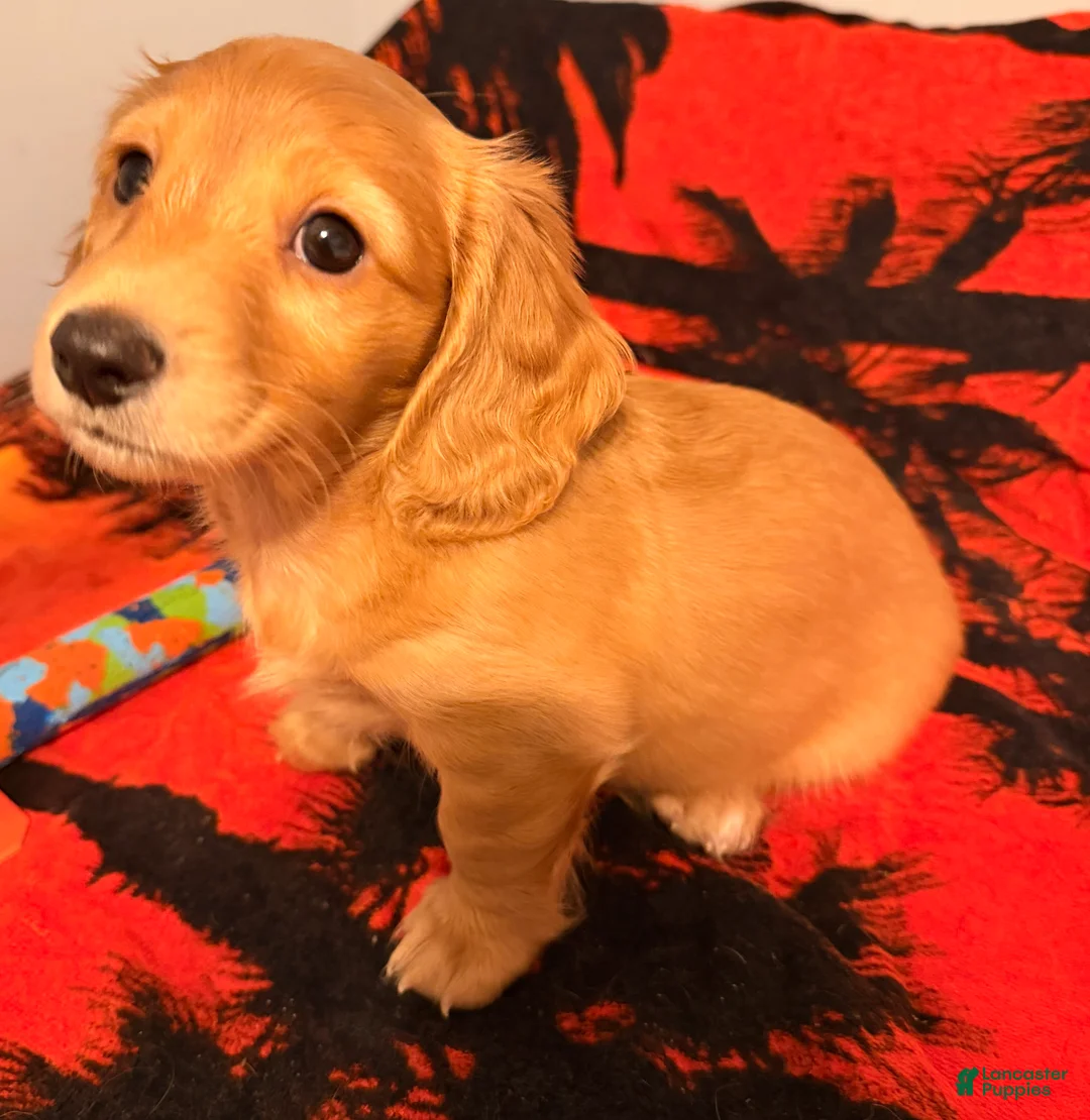 Dachshund dogs for sale: Dachshund Puppy 2 - Ad 8