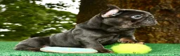 French Bulldog dogs for sale: French Bulldog 2 - Ad 11