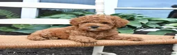 Toy Poodle dogs for sale: Nugget - Ad 4