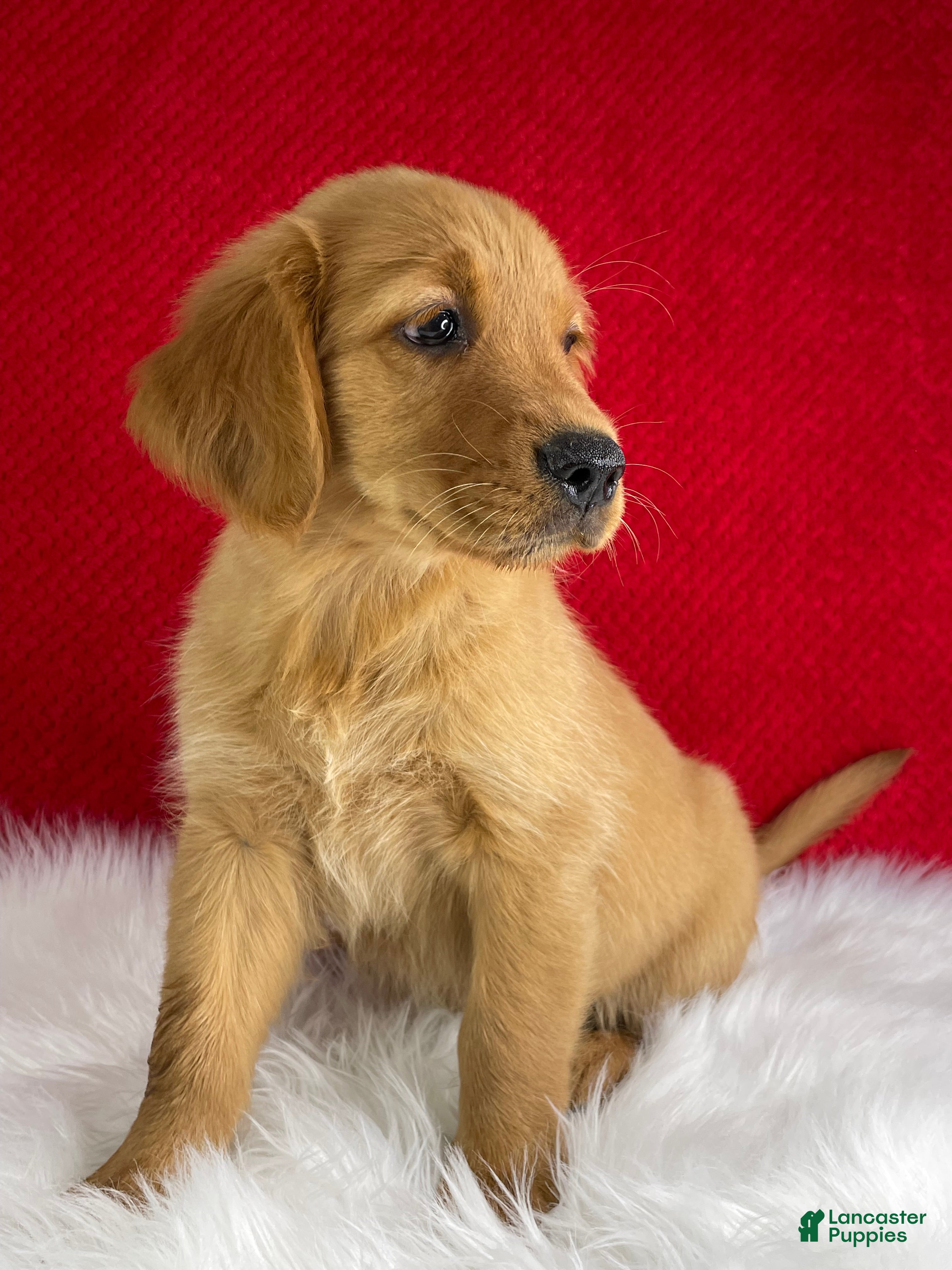Golden Retriever dogs Lily - Ad 2