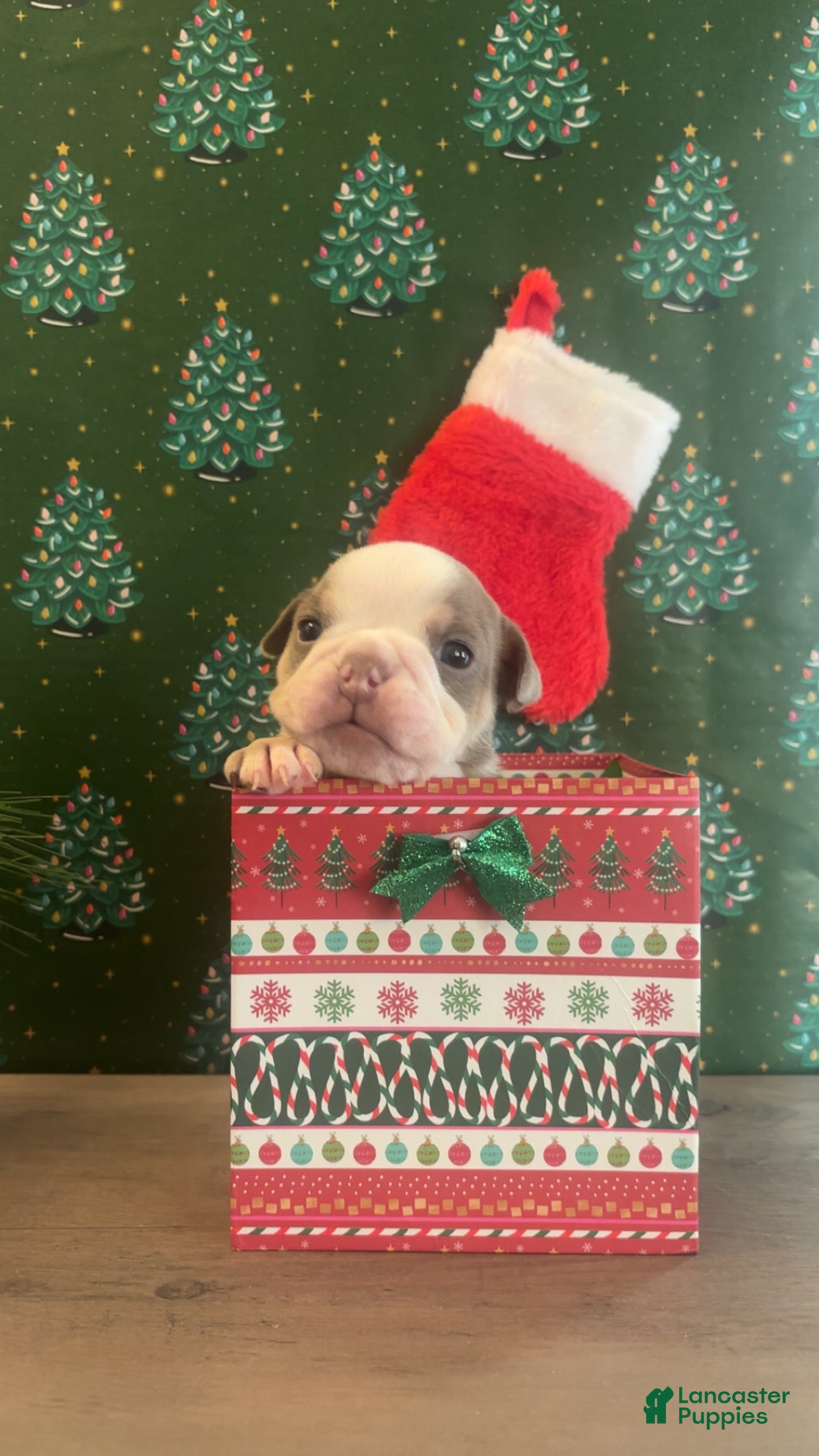 English Bulldog dogs English Bulldog Puppy 1 - Ad 23