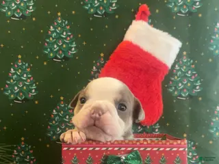 English Bulldog dogs English Bulldog Puppy 1 - Ad 38