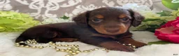 Miniature Dachshund dogs for sale: Mindy - Ad 8
