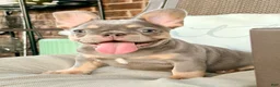 French Bulldog dogs for sale: BUCK  - Ad 2