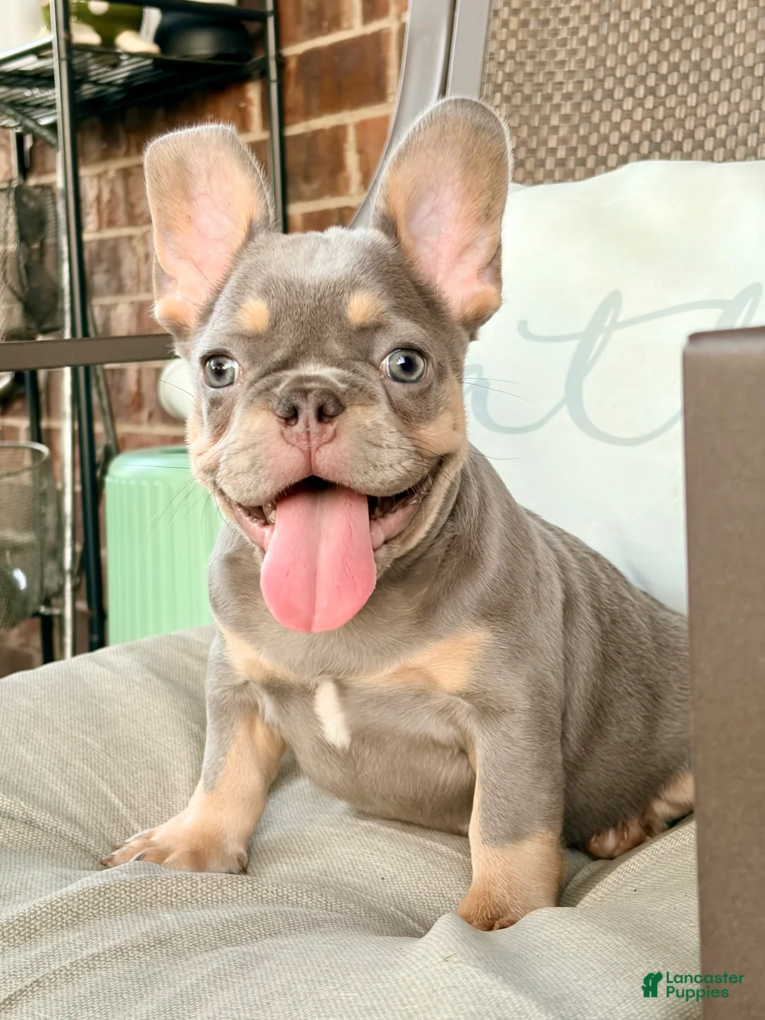 French Bulldog dogs for sale: BUCK  - Ad 2