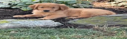 Golden Retriever dogs for sale: Kitty - Ad 1
