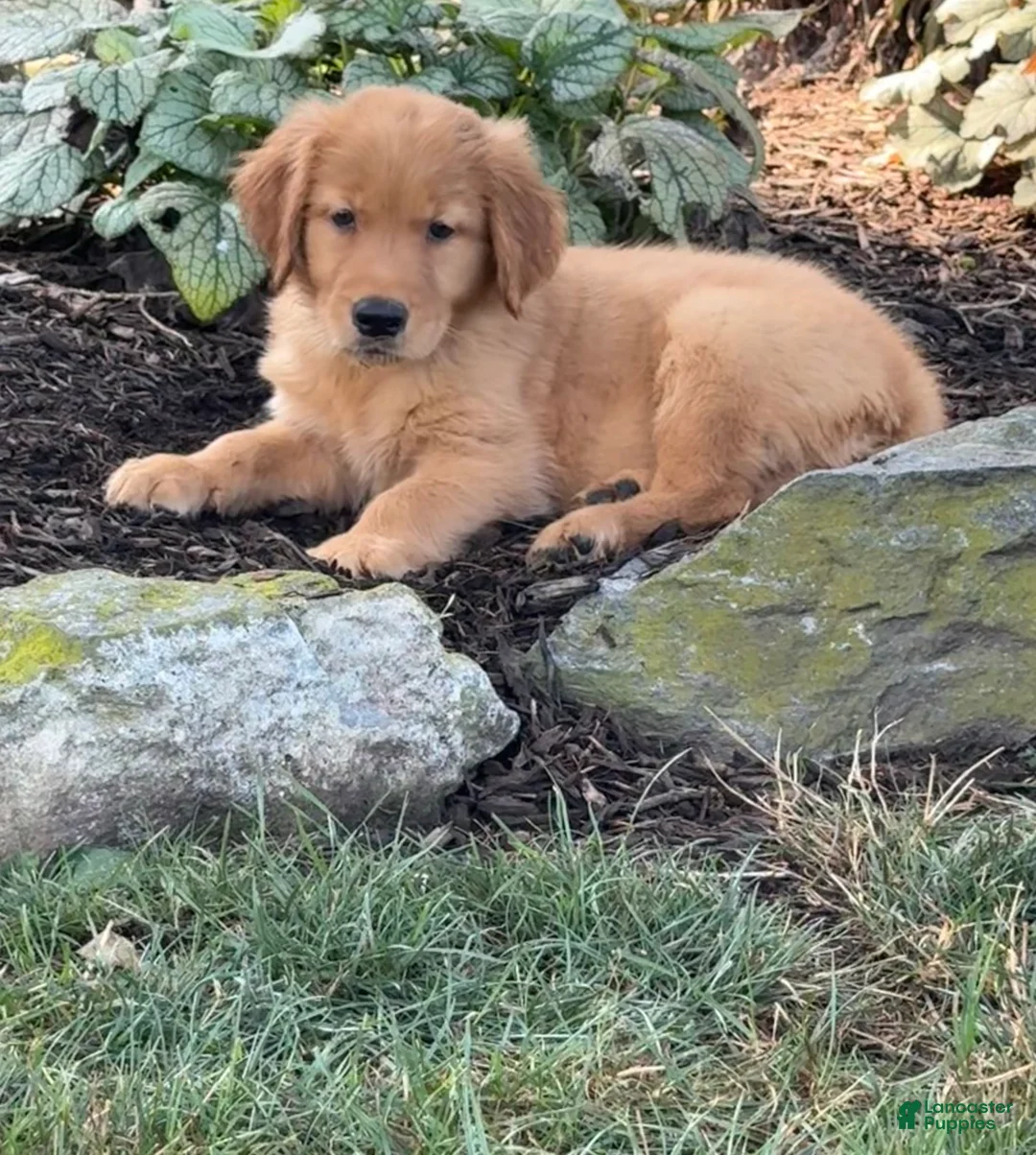 Golden Retriever dogs for sale: Kitty - Ad 1