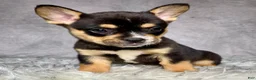 Mixed Breed dogs for sale: Miss Sadie  - Ad 11