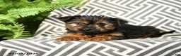 Yorkshire Terrier dogs for sale: Kermit - Ad 2
