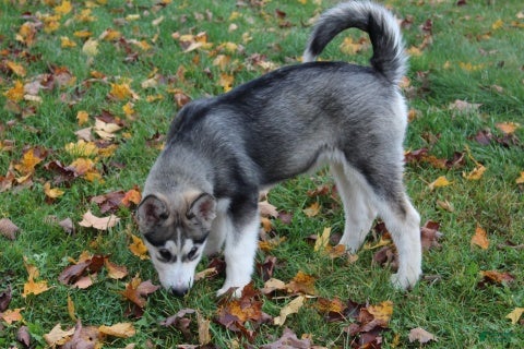 Alaskan Malamute dogs Glacier - Ad 1