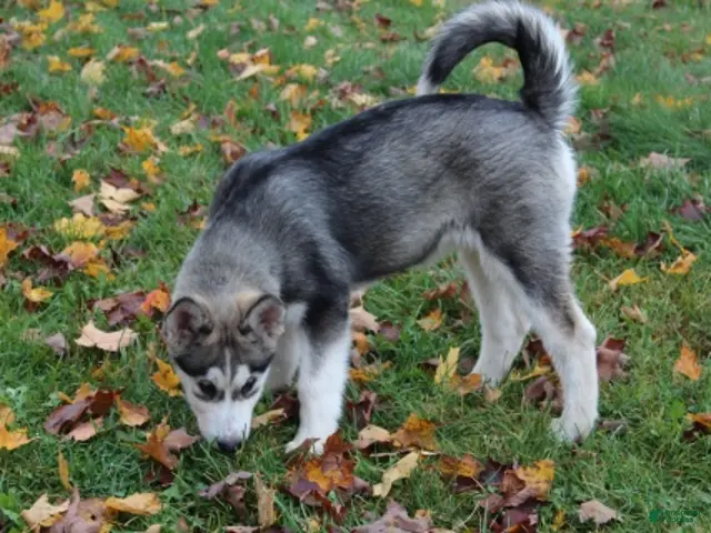 Alaskan Malamute dogs for sale: Glacier - Ad 1