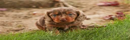 Miniature Dachshund dogs for sale: Macintosh Miniature Dachshund  - Ad 3