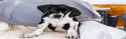 Great Dane dogs for sale: Cookie - Ad 3