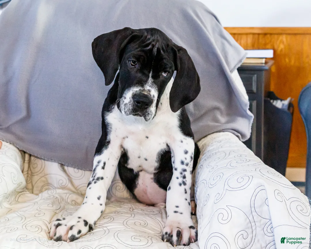 Great Dane dogs for sale: Cookie - Ad 3
