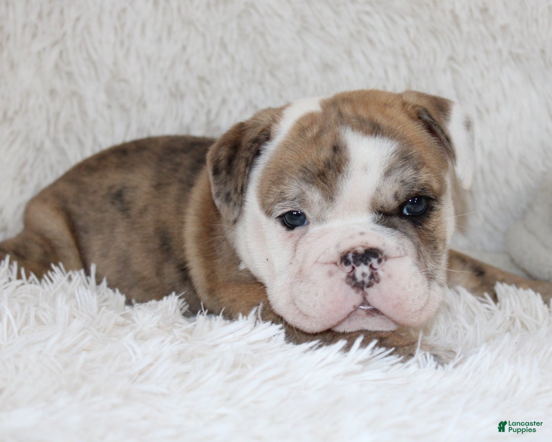 English Bulldog dogs for sale: Theo - Ad 2