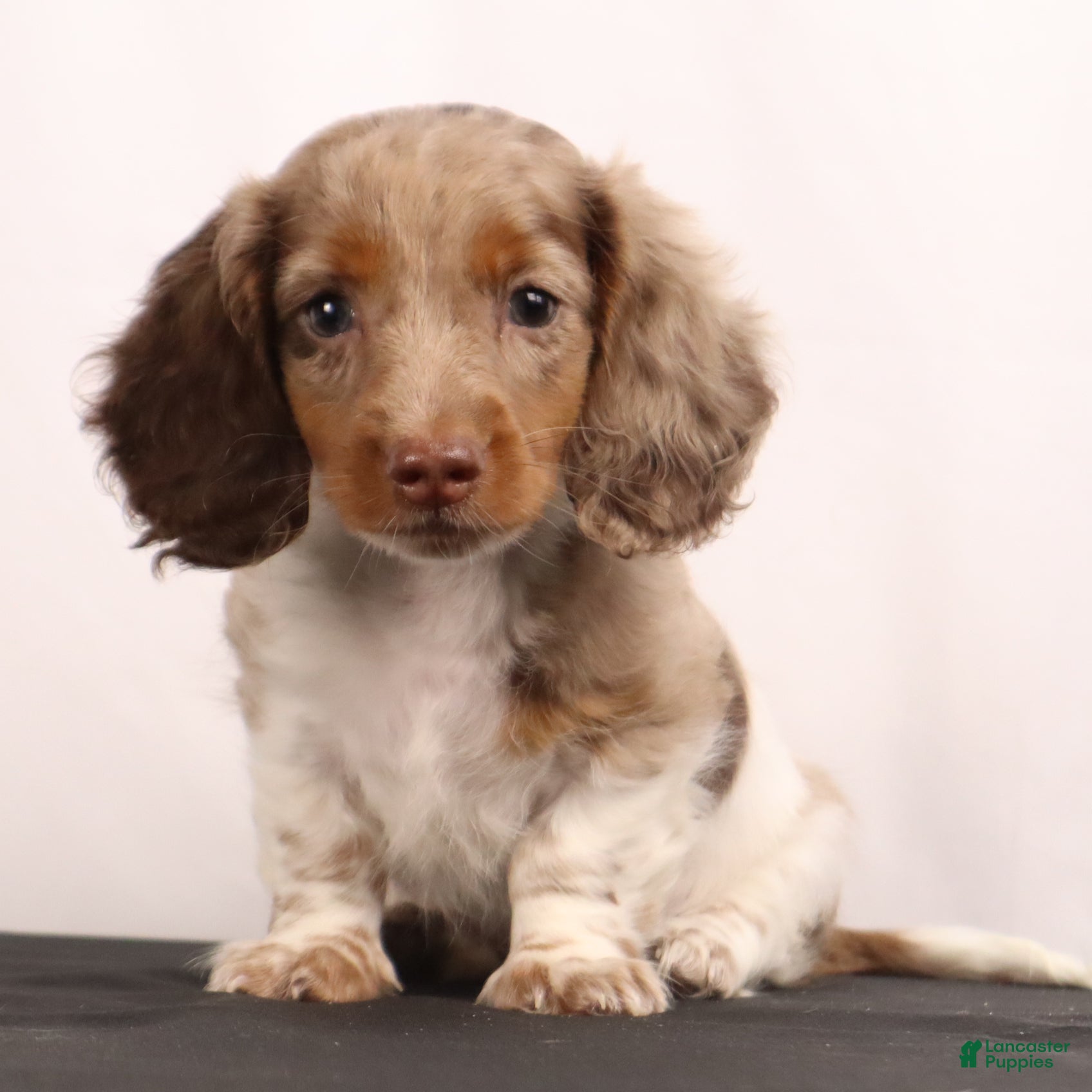 Dachshund dogs willie Jr  - Ad 1