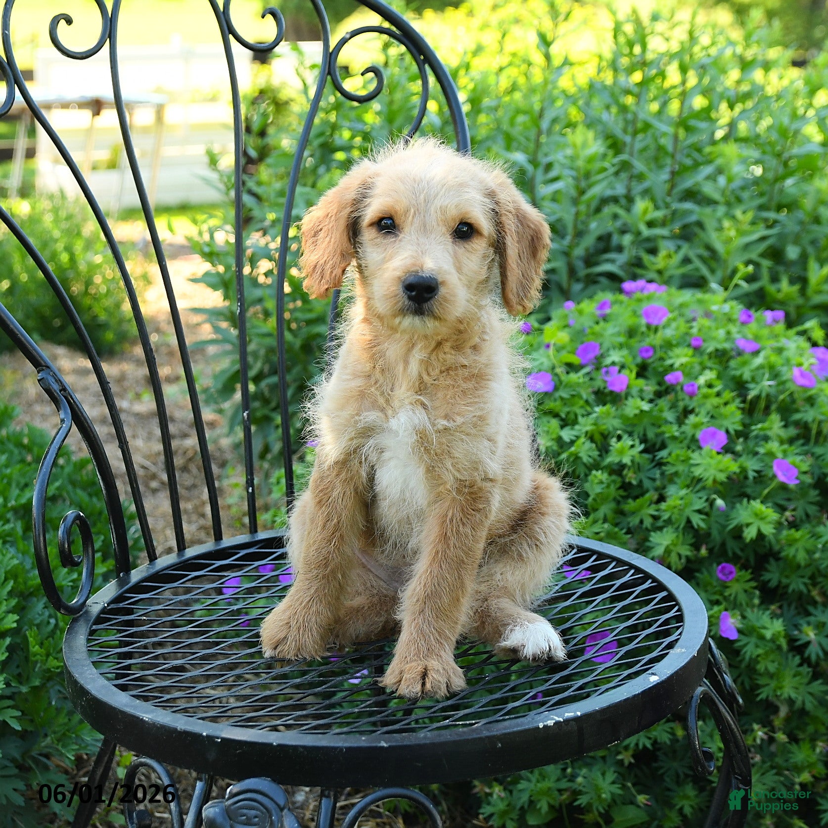 Mixed Breed dogs Patricia - Ad 1