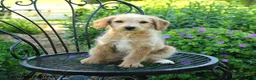 Mixed Breed dogs for sale: Patricia - Ad 1