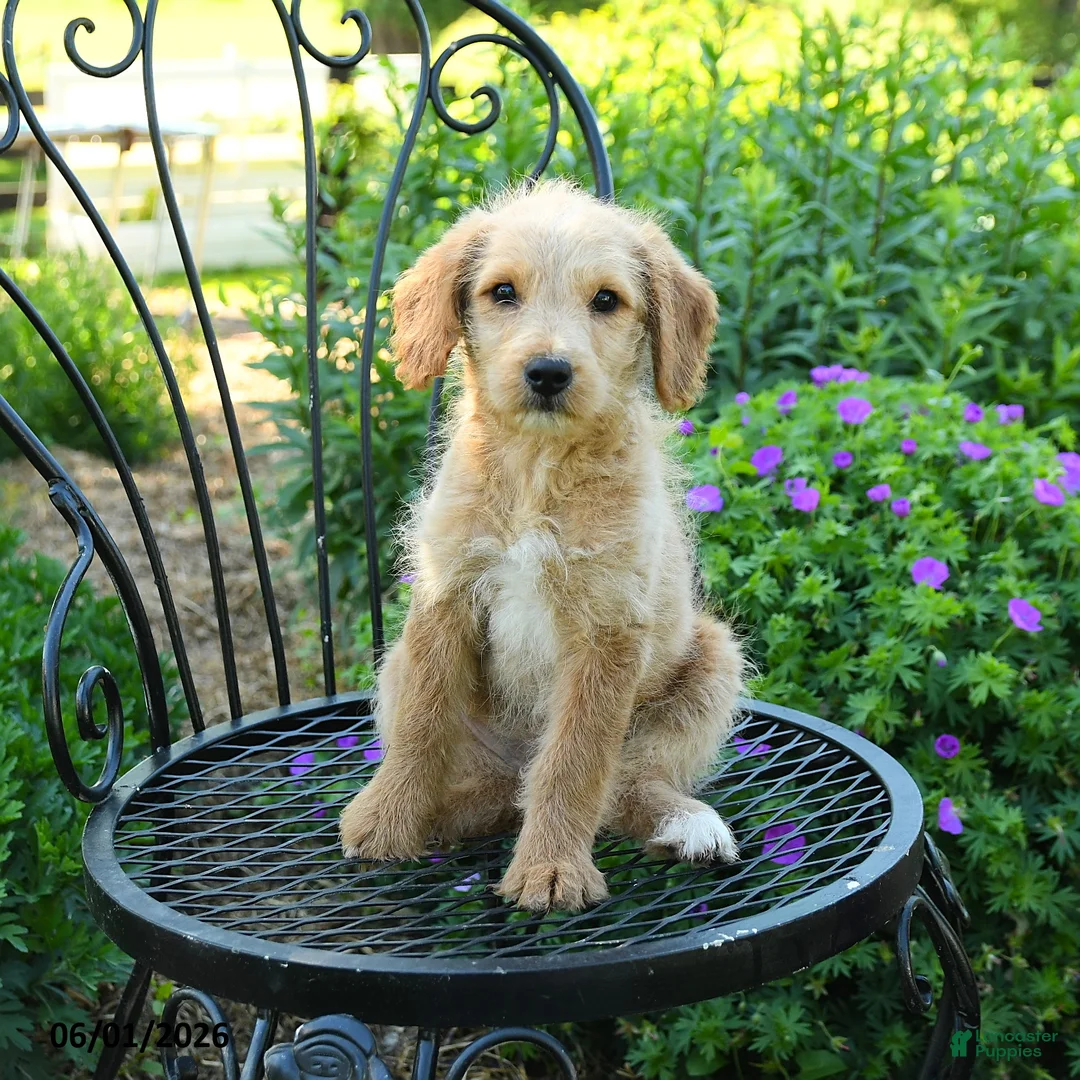 Mixed Breed dogs for sale: Patricia - Ad 1