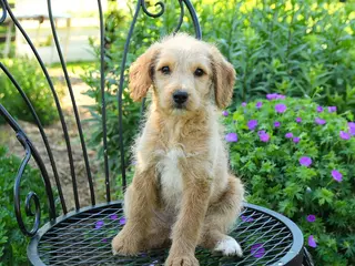 Mixed Breed dogs for sale: Patricia - Ad 3