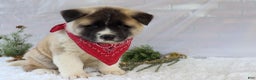 Akita dogs for sale: Trevor - Ad 18
