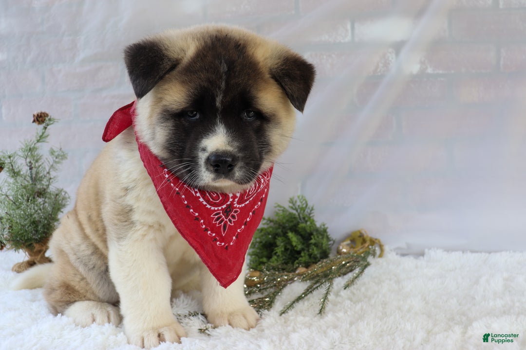 Akita dogs for sale: Trevor - Ad 18