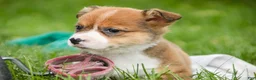 Welsh Corgi Pembroke dogs for sale: Apple Jacks Welsh Corgi Pembroke  - Ad 4