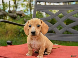 Miniature Dachshund dogs - Ad 27