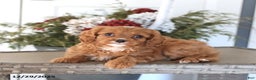 Cavapoo dogs for sale: Honey - Ad 3