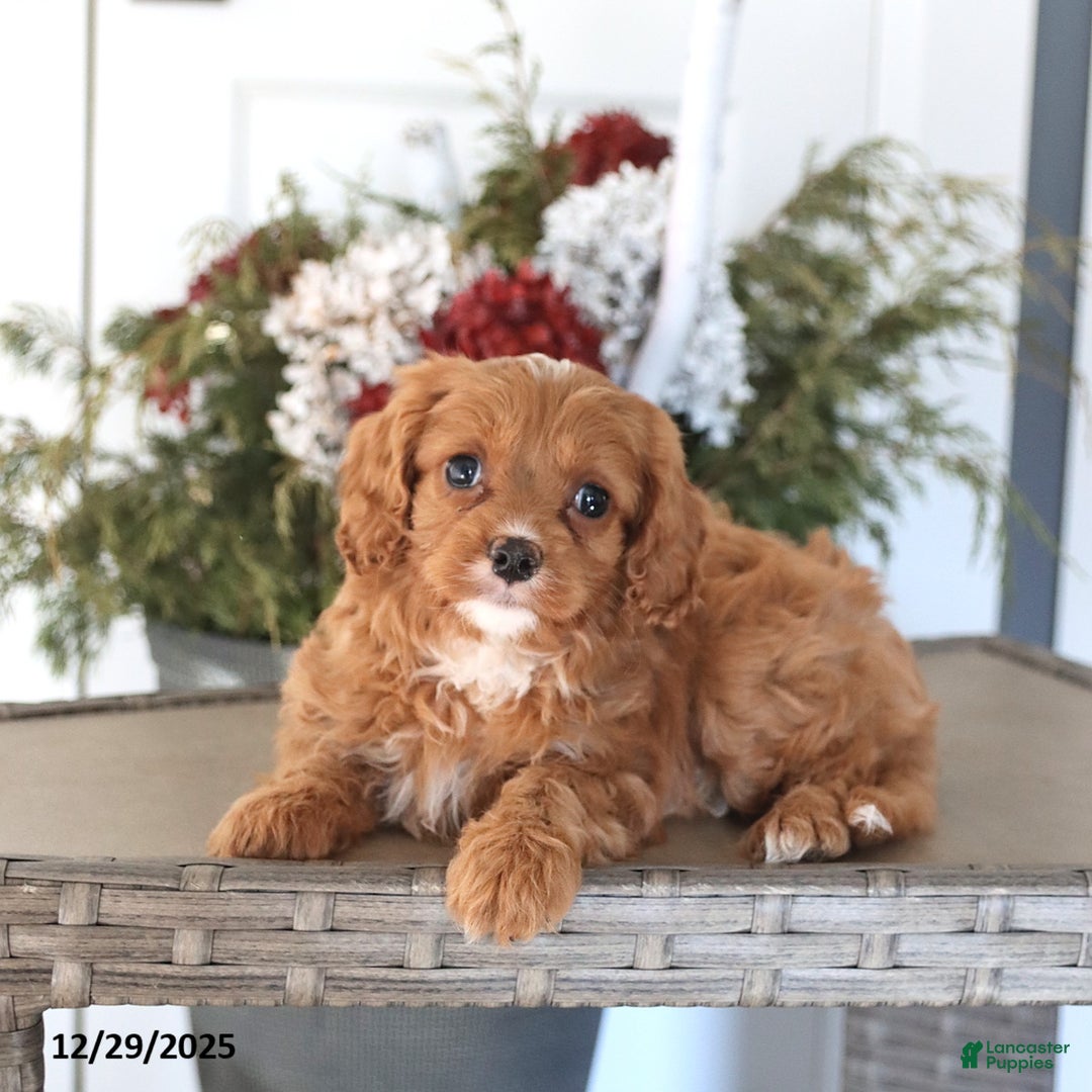 Cavapoo dogs for sale: Honey - Ad 3