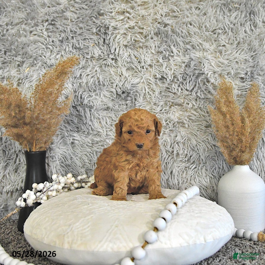 Toy Poodle dogs Mia  - Ad 2