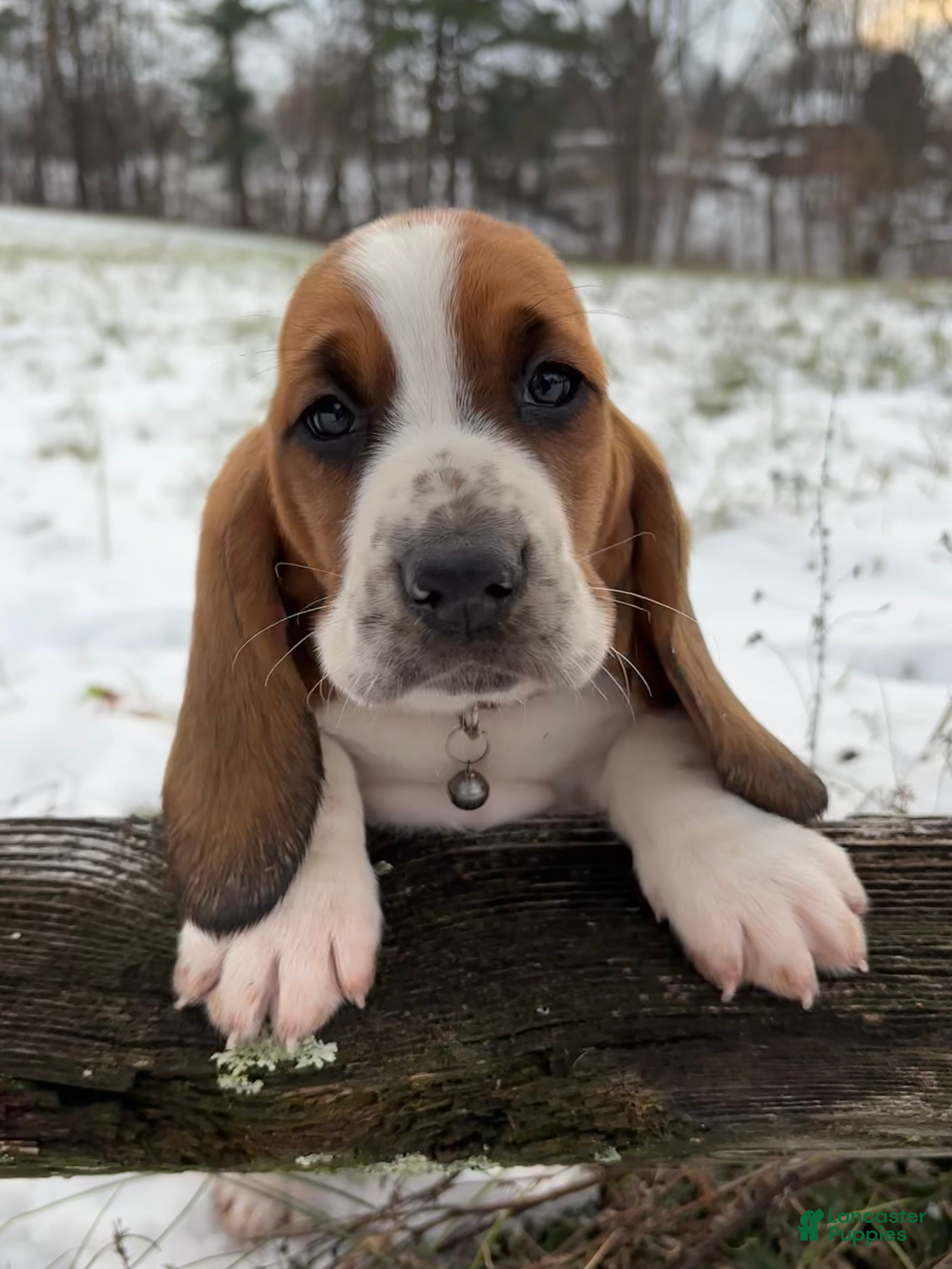 Basset Hound dogs Holly - Ad 24