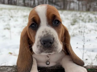 Basset Hound dogs Holly - Ad 28