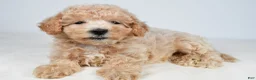 Maltipoo dogs for sale: Mia - Ad 3