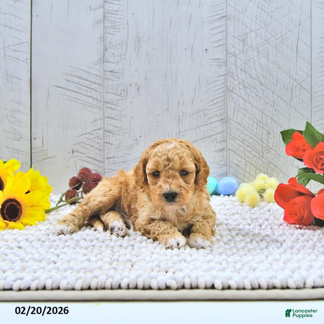 Mini Goldendoodle dogs for sale: Beau - Ad 4