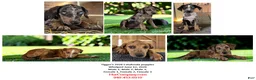 Catahoula Leopard Dog dogs for sale: Tigger 2026 Male 2 - Ad 17