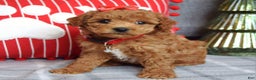 Miniature Poodle dogs for sale: Stella  - Ad 5