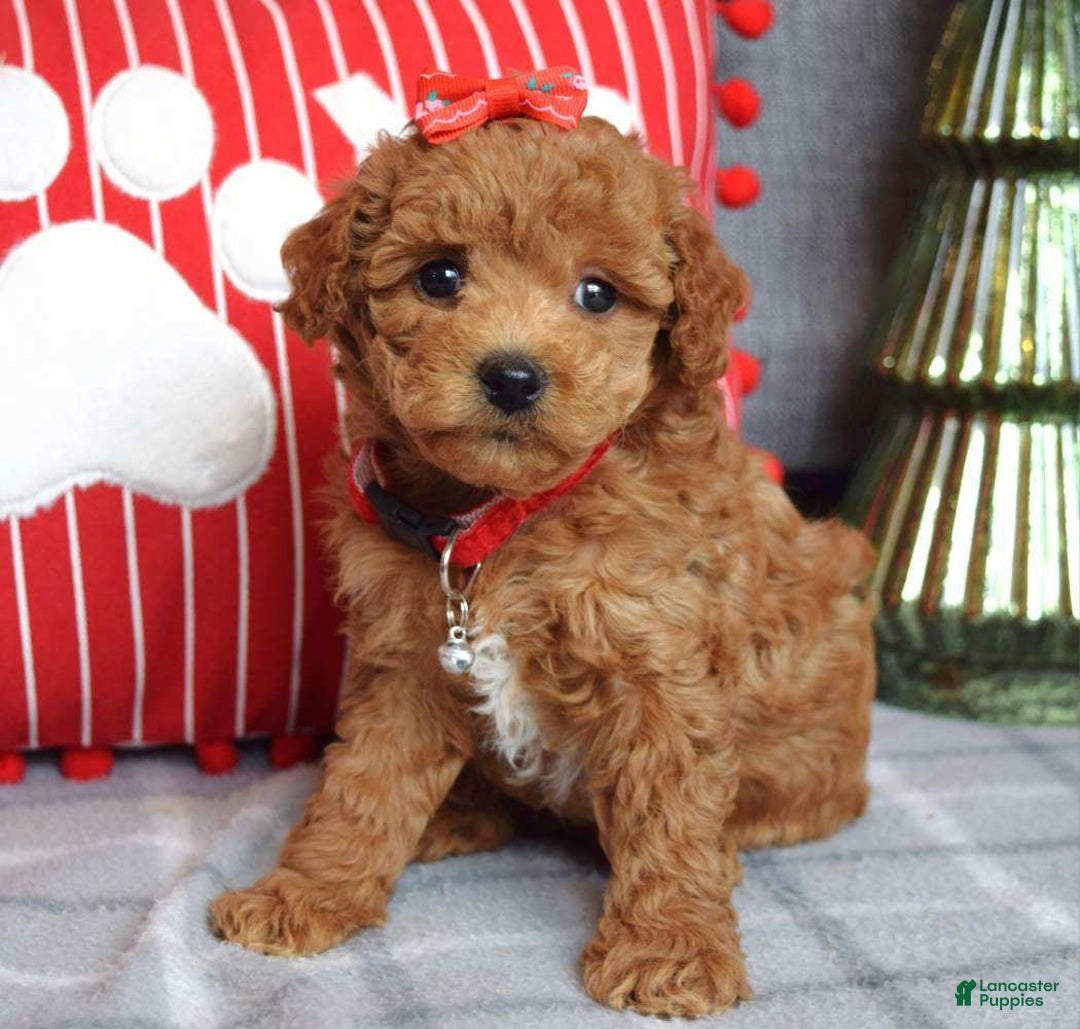 Miniature Poodle dogs for sale: Stella  - Ad 5